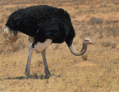 Ostrich Speed