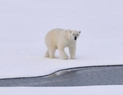 Top Speed of a Polar Bear