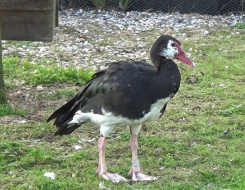 Spur-Winged Goose Top Speed