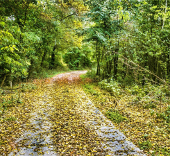 Autumn Path in Green Forest