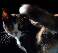 Black mysterious Cat