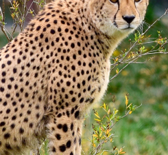 Cheetah Sitting