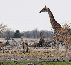 Giraffe and Zebras