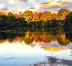 Lake in a Forest