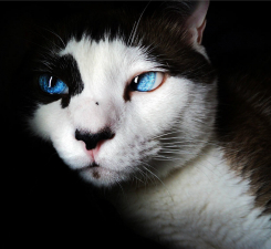 Mysterious Cat with Blue Eyes