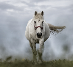 A Beautiful White Horse
