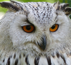 White Owl Head View