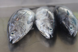 Tuna Fish Nutrition Facts