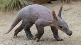 Aardvark