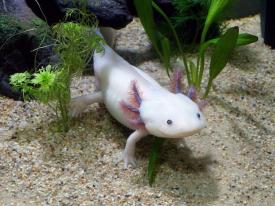 Axolotl - Weird Little Funny Animal