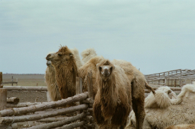 Bactrian Camel