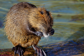 Beaver