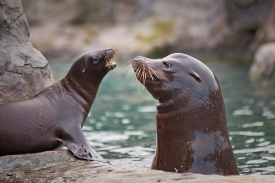 California Sea Lion