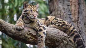 Clouded Leopard