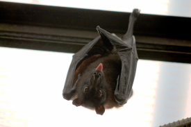 Common Vampire Bat