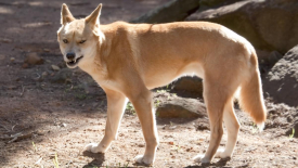 Dingo