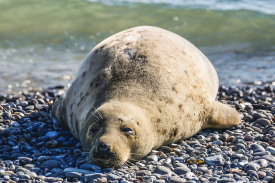 Elephant Seal