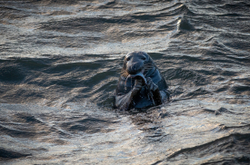 Fur Seal