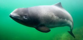 Harbor Porpoise