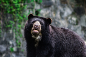 Andean Bear