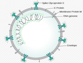 What is COVID-19?