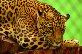 Jaguar