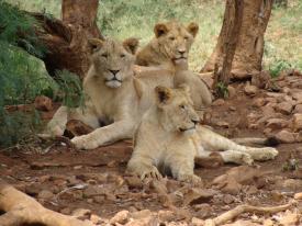 The Breeding Facts of Lions