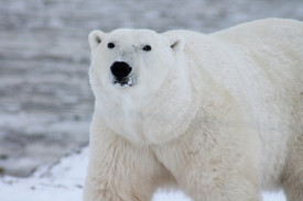 What Does a Polar Bear Eat?