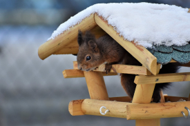 Squirrel House