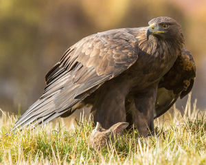 Golden Eagle Animal