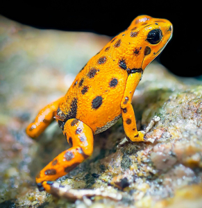 Panamanian Golden Frogs