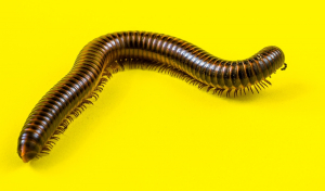 Giant African Millipede