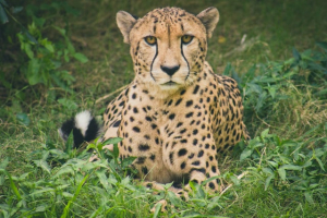 The Lifespan of a Cheetah