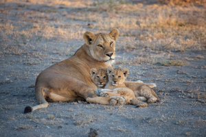 The Weight (Mass) of a Female Lion