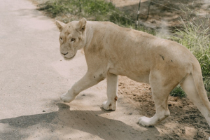 The Lenght (Size) of a Female Lion