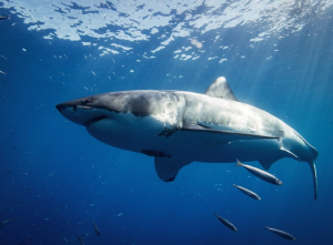 The Weight (Mass) of a Great White Shark