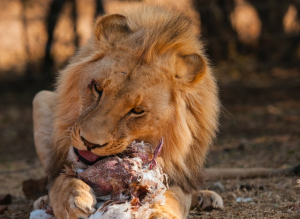 How Much Meat a Lion Eats Daily?