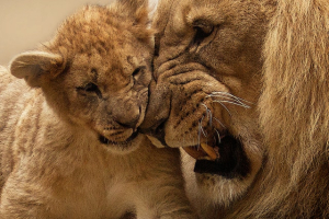 The Lifespan of Lions