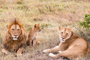 The Number of Lions a Pride May Have