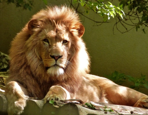 The Weight (Mass) of a Male Lion