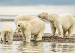 The Weight (Mass) of a Polar Bear