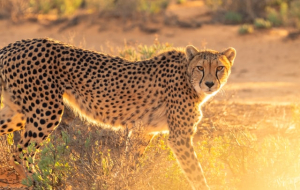 The Weight (Mass) of a Cheetah