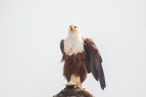 Namibia Bird