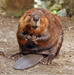 North American Beaver Animal