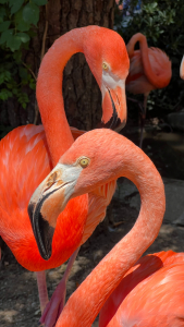 Bahamas Bird