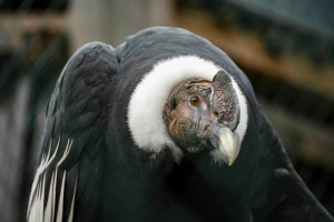 Andean Condor