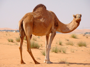 Arabian Camel Animal