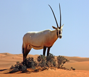 Arabian Oryx Animal