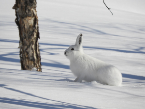 Arctic Hare