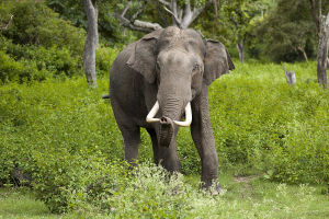 Asian Elephant Animal